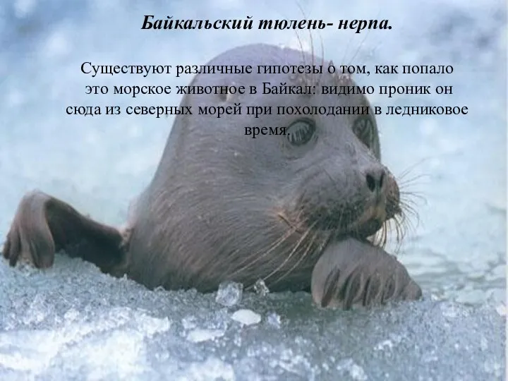 Байкальский тюлень- нерпа. Существуют различные гипотезы о том, как попало