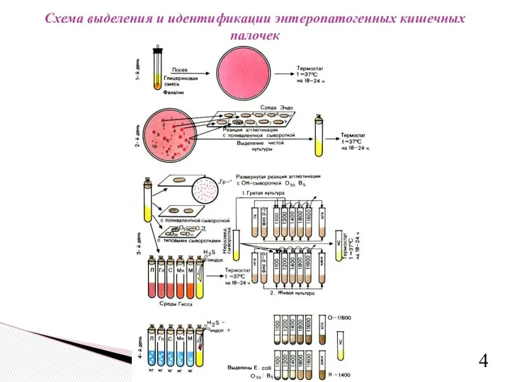 Схема выделения и идентификации энтеропатогенных кишечных палочек 4