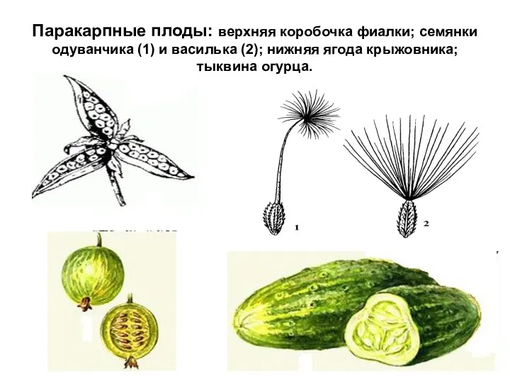 Паракарпные плоды: верхняя коробочка фиалки; семянки одуванчика (1) и василька (2); нижняя ягода крыжовника; тыквина огурца.