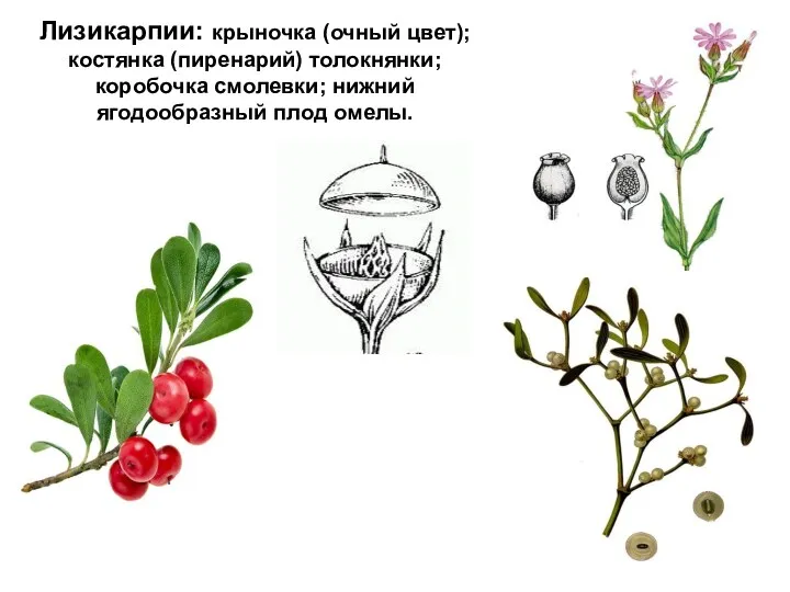 Лизикарпии: крыночка (очный цвет); костянка (пиренарий) толокнянки; коробочка смолевки; нижний ягодообразный плод омелы.