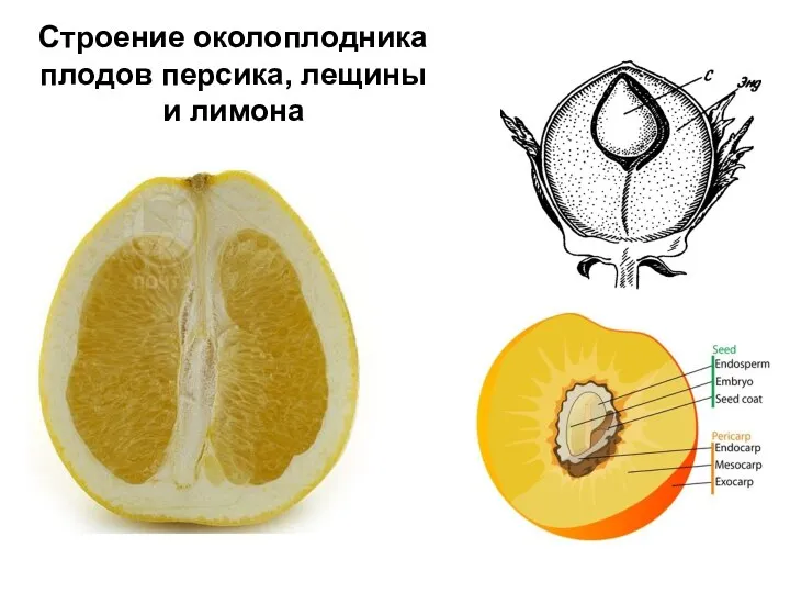 Строение околоплодника плодов персика, лещины и лимона