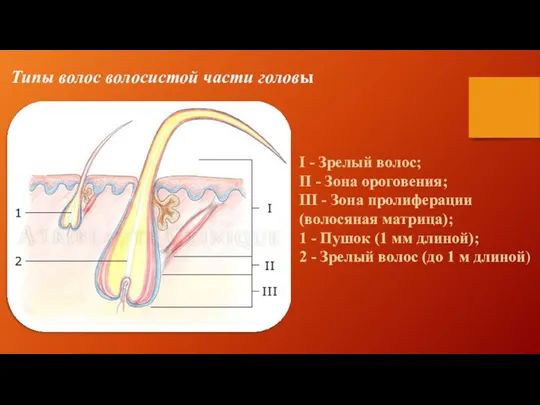 I - Зрелый волос; II - Зона ороговения; III -