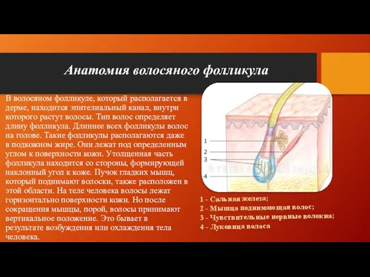Анатомия волосяного фолликула В волосяном фолликуле, который располагается в дерме,