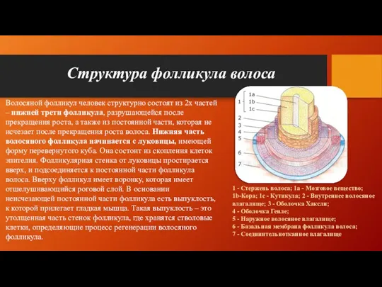 Структура фолликула волоса Волосяной фолликул человек структурно состоят из 2х