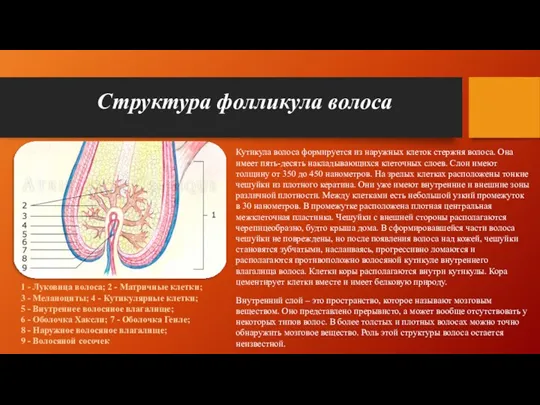 Структура фолликула волоса 1 - Луковица волоса; 2 - Матричные