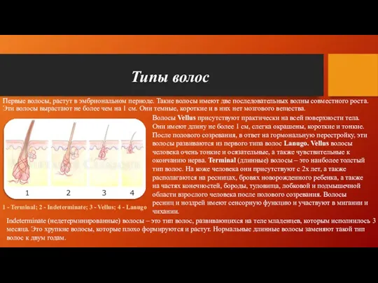 Типы волос Первые волосы, растут в эмбриональном периоде. Такие волосы