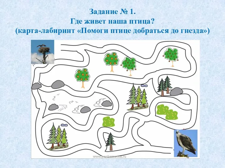 Задание № 1. Где живет наша птица? (карта-лабиринт «Помоги птице добраться до гнезда»)