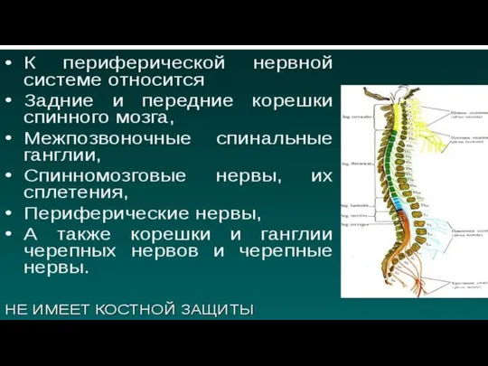 К периферической нервной системе относятся :