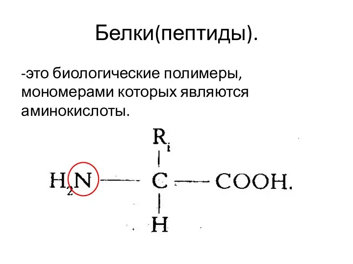 Белки(пептиды). -это биологические полимеры, мономерами которых являются аминокислоты.