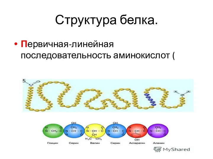 Структура белка. Первичная-линейная последовательность аминокислот ( пептидные связи)