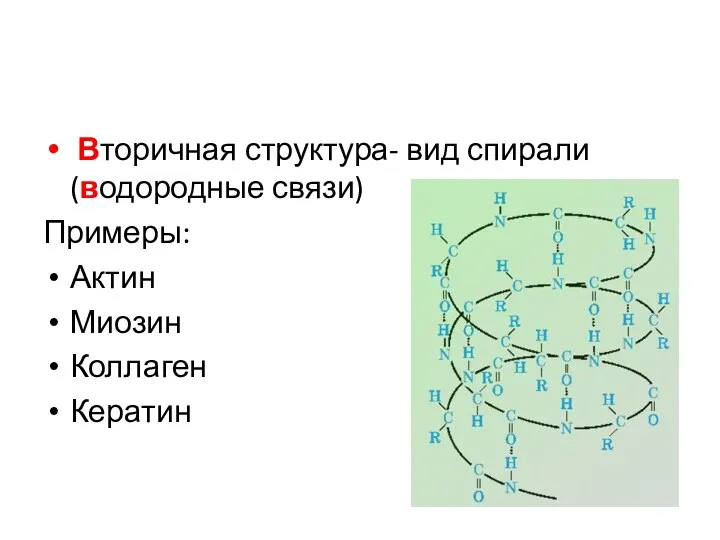 Вторичная структура- вид спирали (водородные связи) Примеры: Актин Миозин Коллаген Кератин