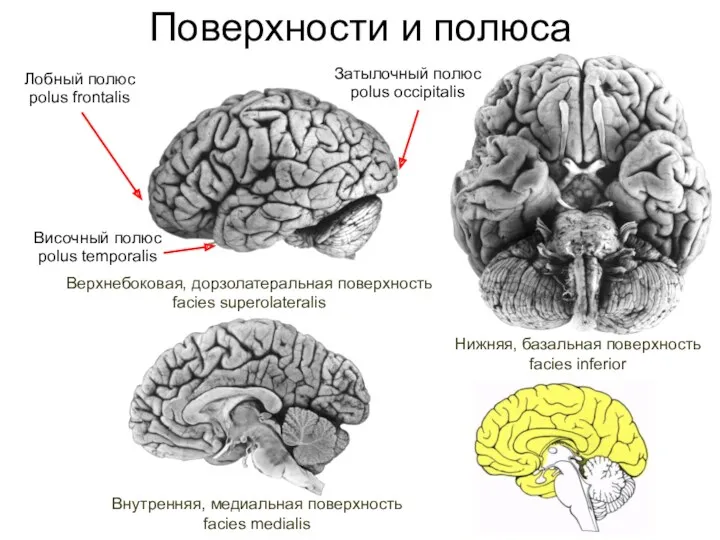 Поверхности и полюса Верхнебоковая, дорзолатеральная поверхность facies superolateralis Внутренняя, медиальная поверхность facies medialis