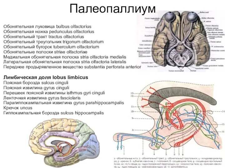 Палеопаллиум Обонятельная луковица bulbus olfactorius Обонятельная ножка pedunculus olfactorius Обонятельный тракт tractus olfactorius