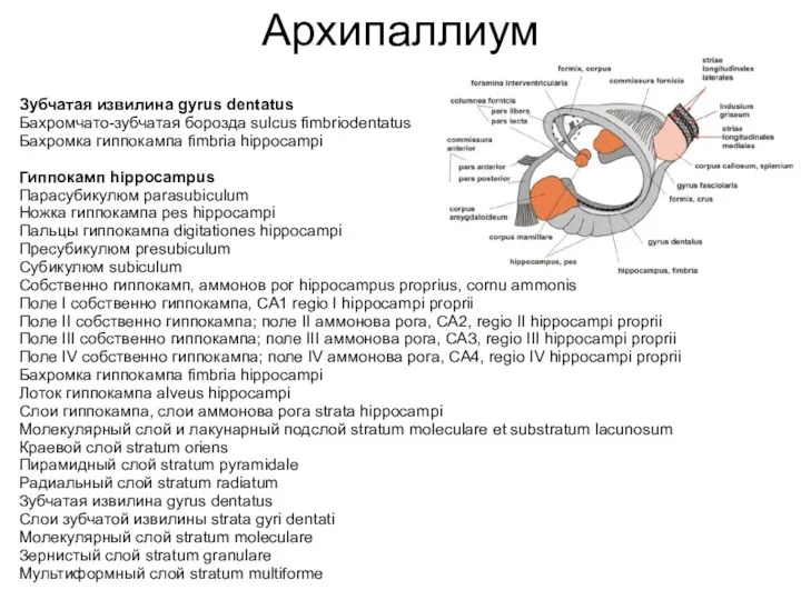 Архипаллиум Зубчатая извилина gyrus dentatus Бахромчато-зубчатая борозда sulcus fimbriodentatus Бахромка