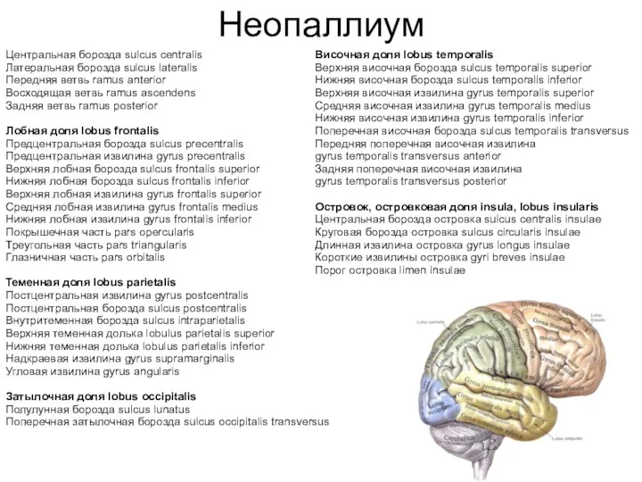 Неопаллиум Центральная борозда sulcus centralis Латеральная борозда sulcus lateralis Передняя