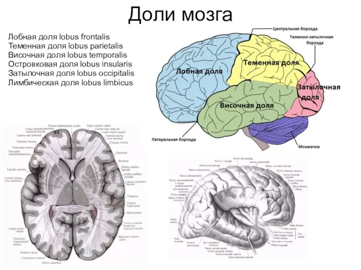 Доли мозга Лобная доля lobus frontalis Теменная доля lobus parietalis Височная доля lobus