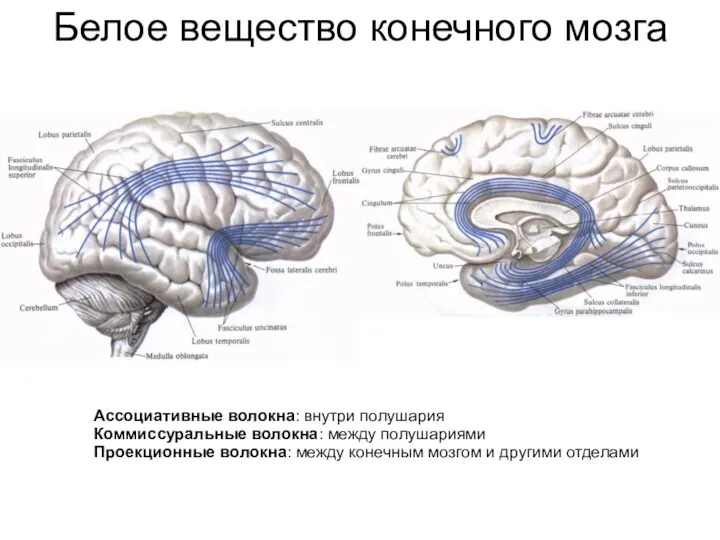 Белое вещество конечного мозга Ассоциативные волокна: внутри полушария Коммиссуральные волокна: между полушариями Проекционные