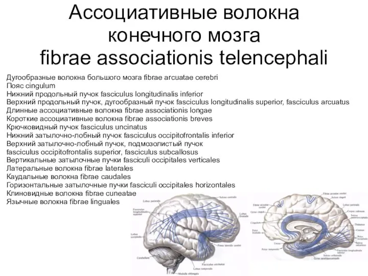 Ассоциативные волокна конечного мозга fibrae associationis telencephali Дугообразные волокна большого мозга fibrae arcuatae