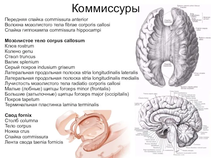 Коммиссуры Передняя спайка commissura anterior Волокна мозолистого тела fibrae corporis