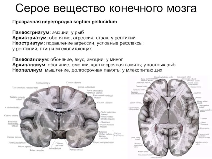 Серое вещество конечного мозга Прозрачная перегородка septum pellucidum Палеостриатум: эмоции;