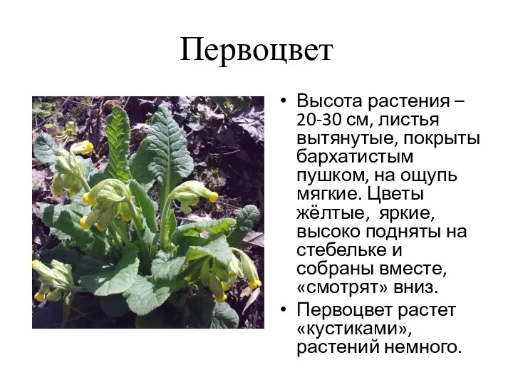 Первоцвет Высота растения – 20-30 см, листья вытянутые, покрыты бархатистым пушком, на ощупь