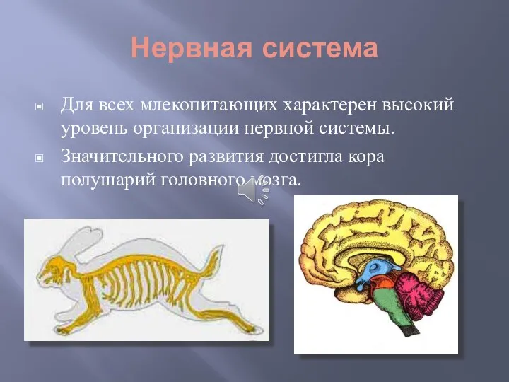 Нервная система Для всех млекопитающих характерен высокий уровень организации нервной