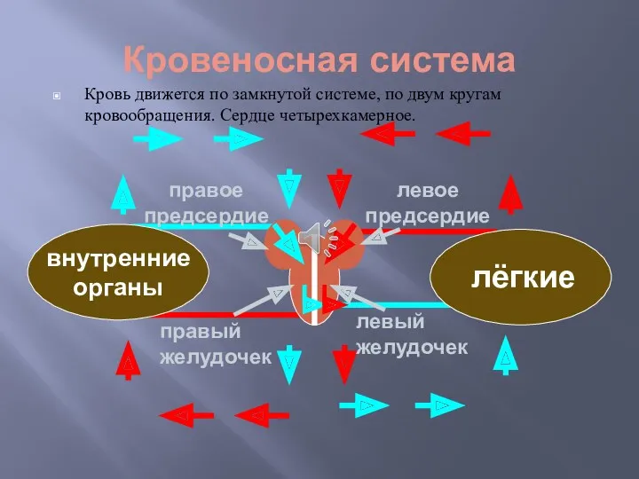 Кровеносная система Кровь движется по замкнутой системе, по двум кругам