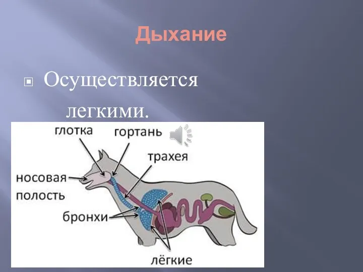 Дыхание Осуществляется легкими.