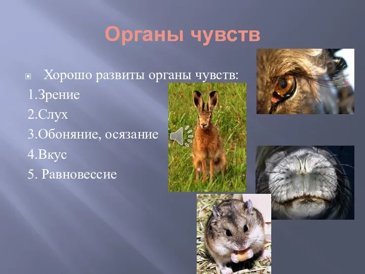 Органы чувств Хорошо развиты органы чувств: 1.Зрение 2.Слух 3.Обоняние, осязание 4.Вкус 5. Равновессие