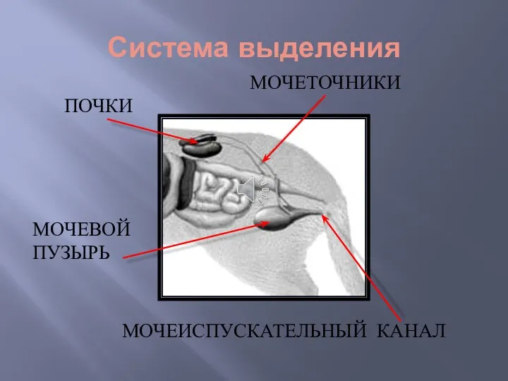 Система выделения МОЧЕТОЧНИКИ МОЧЕИСПУСКАТЕЛЬНЫЙ КАНАЛ ПОЧКИ МОЧЕВОЙ ПУЗЫРЬ