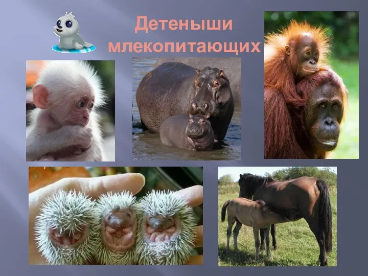 Детеныши млекопитающих