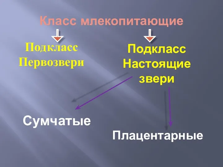 Класс млекопитающие Подкласс Первозвери Подкласс Настоящие звери Сумчатые Плацентарные