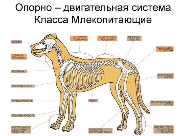 Опорно-двигательная система