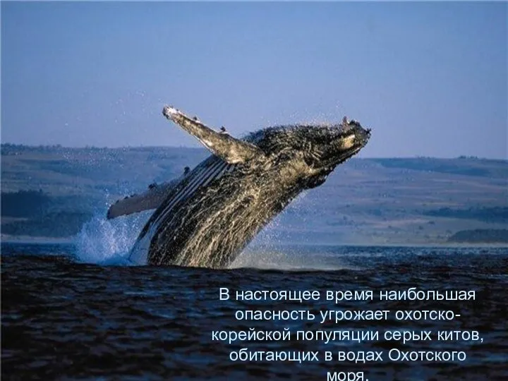 В настоящее время наибольшая опасность угрожает охотско-корейской популяции серых китов, обитающих в водах Охотского моря.