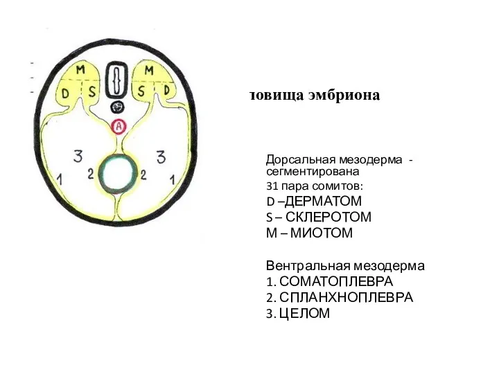 Поперечный срез туловища эмбриона Дорсальная мезодерма - сегментирована 31 пара