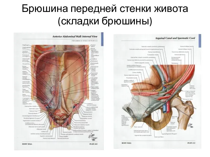 Брюшина передней стенки живота (складки брюшины)