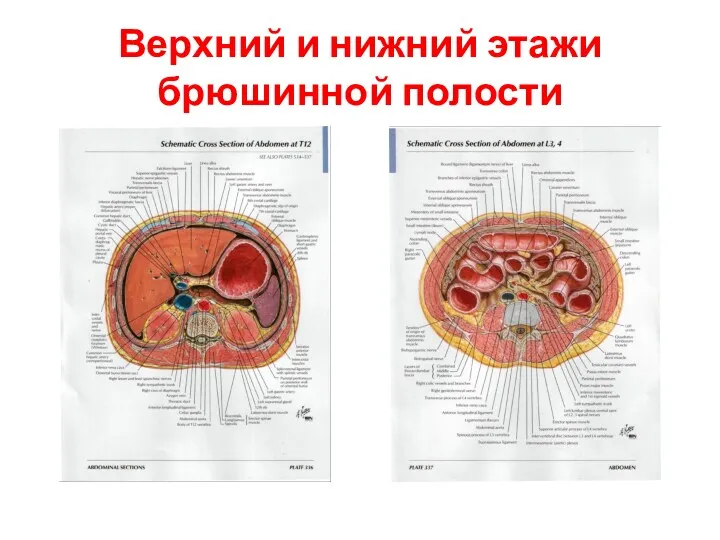 Верхний и нижний этажи брюшинной полости