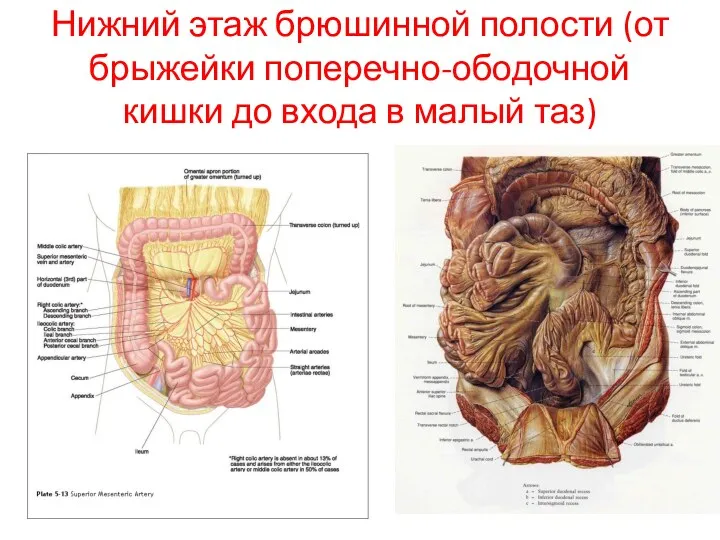 Нижний этаж брюшинной полости (от брыжейки поперечно-ободочной кишки до входа в малый таз)