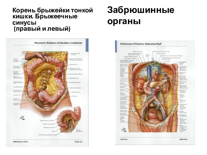 Корень брыжейки тонкой кишки. Брыжеечные синусы (правый и левый) Забрюшинные органы