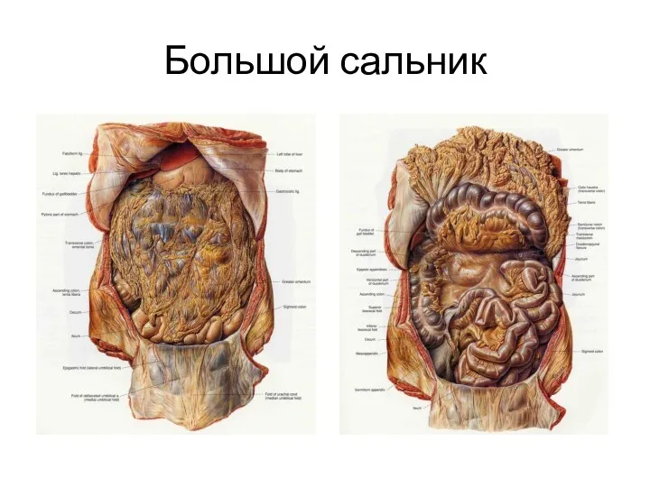 Большой сальник