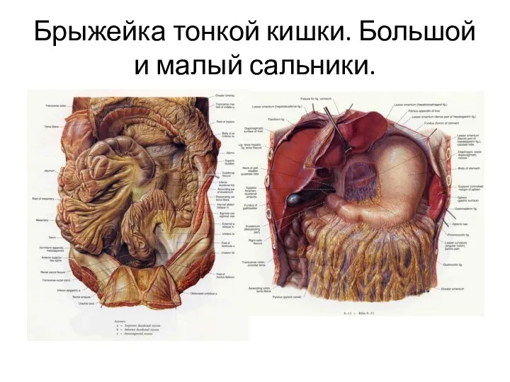 Брыжейка тонкой кишки. Большой и малый сальники.