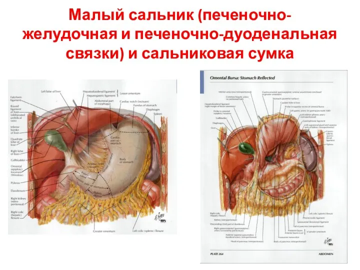 Малый сальник (печеночно-желудочная и печеночно-дуоденальная связки) и сальниковая сумка