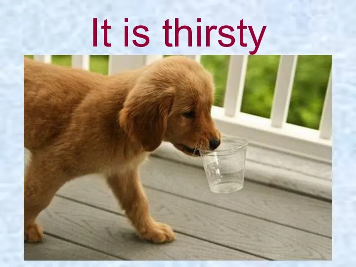 It is thirsty