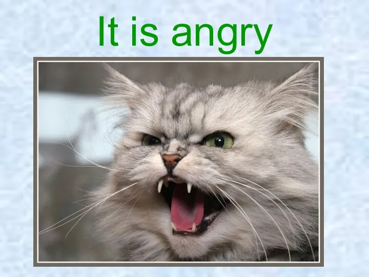 It is angry