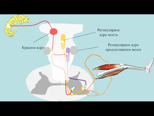 Ретикулярное ядро моста Ретикулярное ядро продолговатого мозга Красное ядро