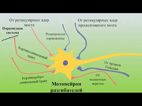 Мотонейрон разгибателей От ретикулярных ядер продолговатого мозга От ретикулярных ядер