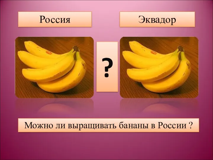 Россия Эквадор ? Можно ли выращивать бананы в России ?