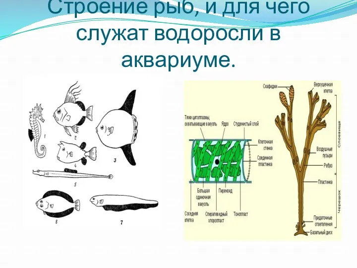 Строение рыб, и для чего служат водоросли в аквариуме.