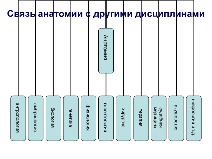 Связь анатомии с другими дисциплинами