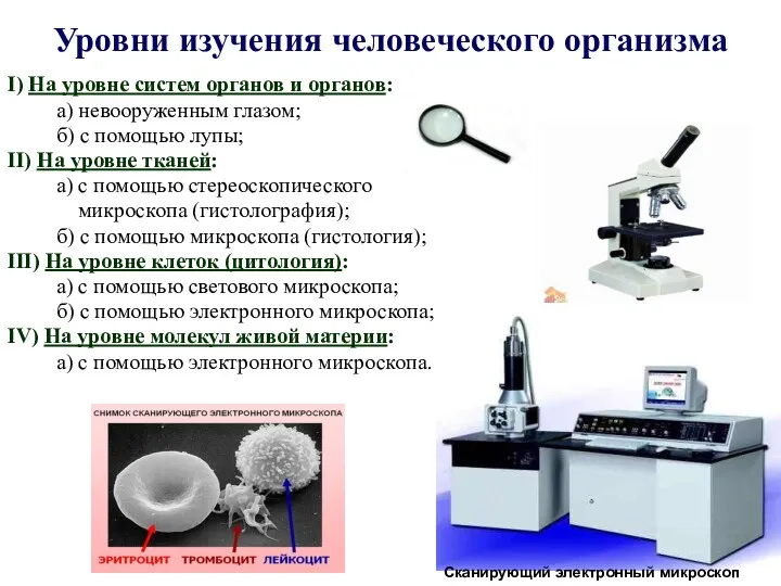 Уровни изучения человеческого организма I) На уровне систем органов и